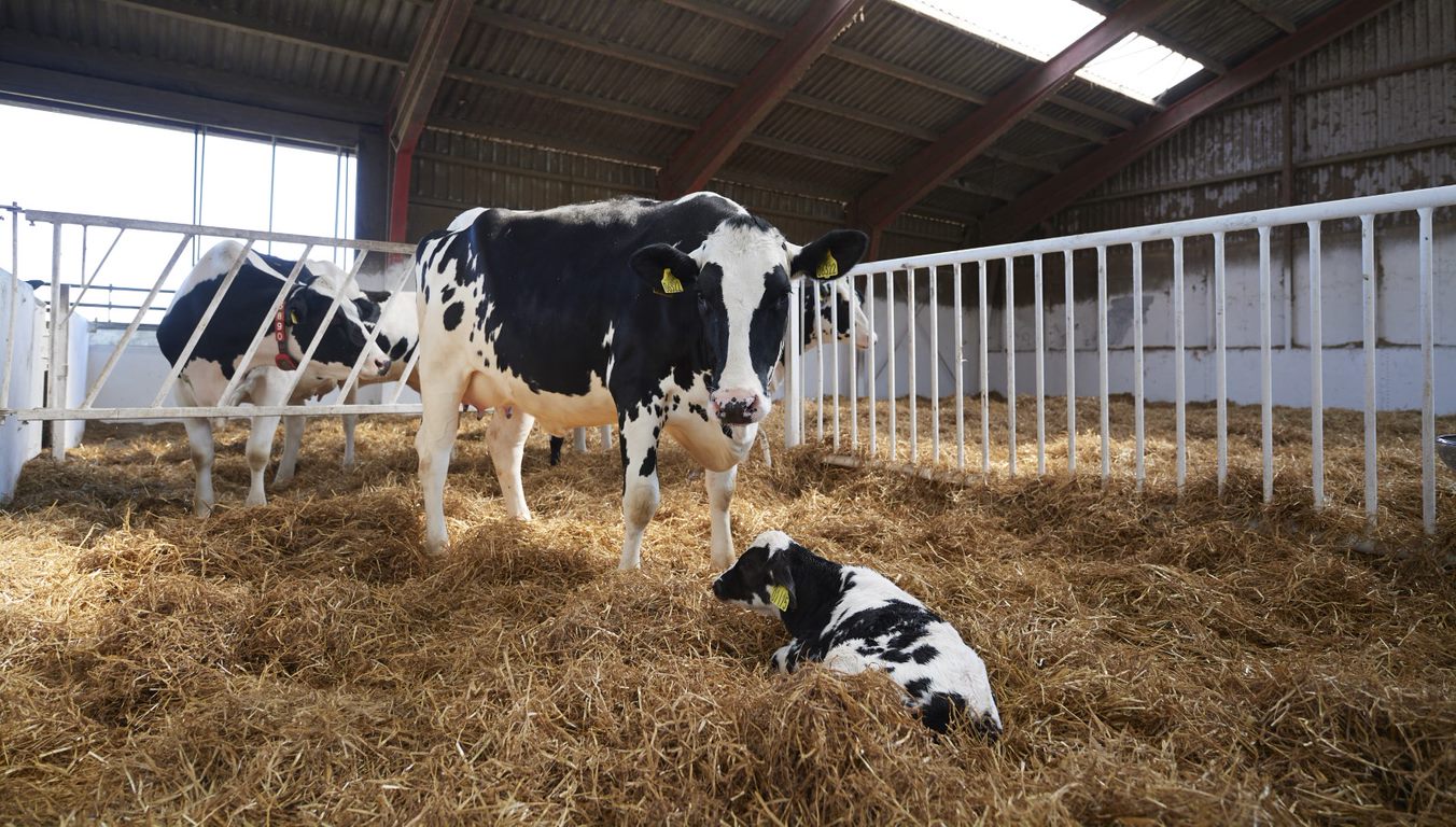 hodowla krów mlecznych