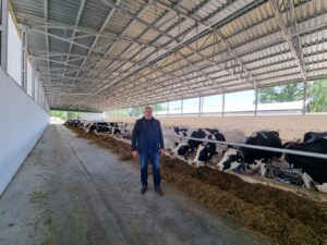 hodowla krów mlecznych