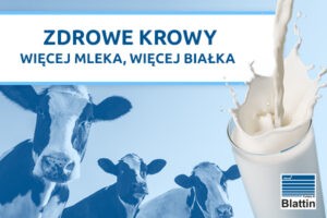 żywienie krów mlecznych - aminokwasy