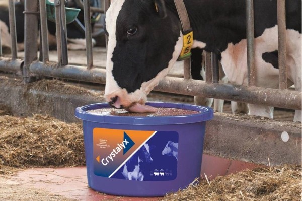 żywienie krów mlecznych